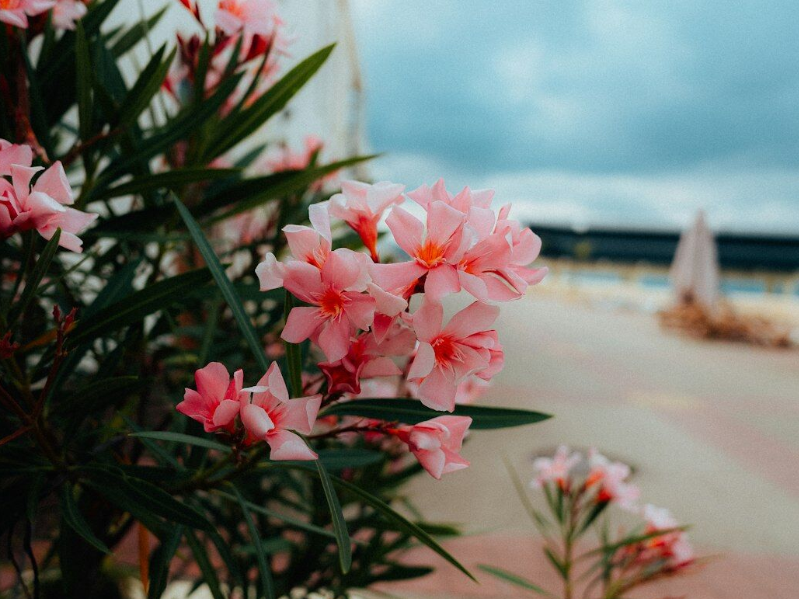 ���� ������������� �� �� ���������� ���  2026